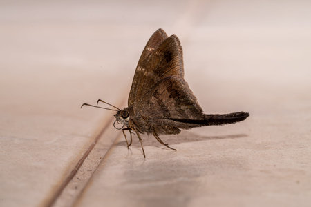Super close up on a brown butterfly.