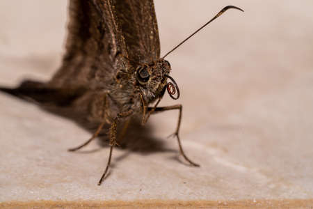 Super close up on a brown butterfly.の写真素材