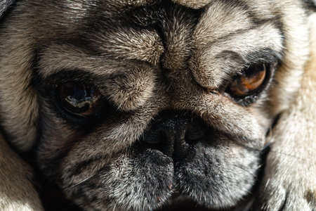 Lovely lazy pug staring at the camera. Big Eyes close up.の写真素材