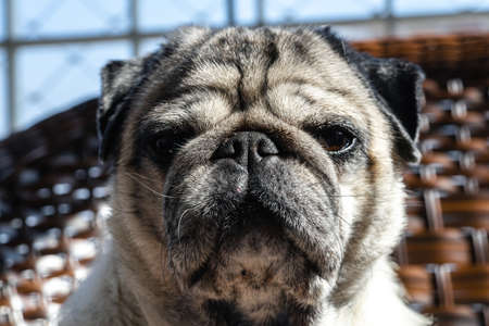 Lovely lazy pug staring at the camera.の写真素材