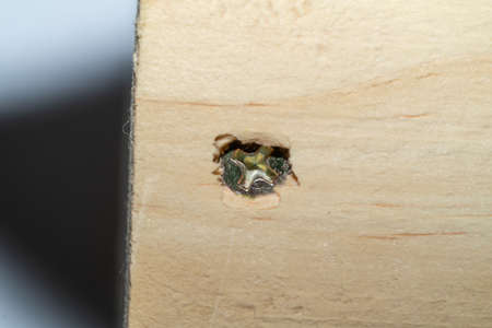 Close-up at screw in a wooden plaque. Macro photographyの写真素材