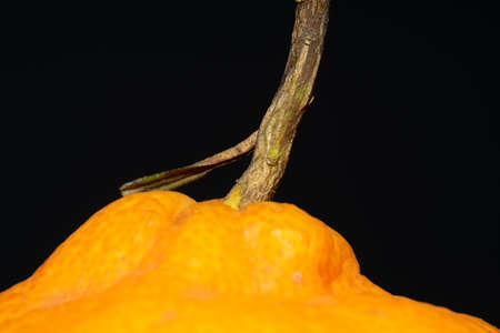 Close-up at tangerine peel. Small details on the photo. Macrophotography.の写真素材