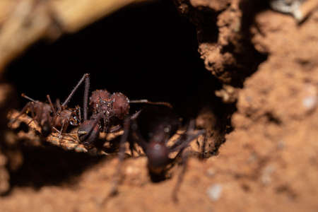 Close-up on Red Sauva Ant covered by drops of water.の写真素材