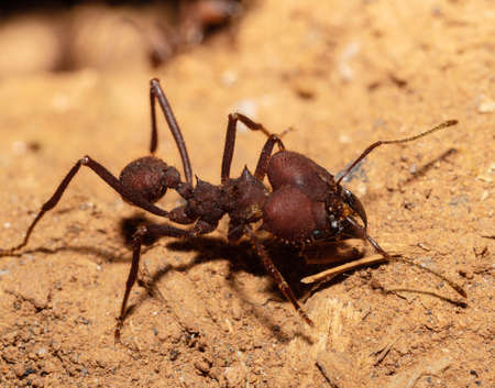 Close-up on Red Sauva Ant covered by drops of water.の写真素材