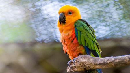 Yellow jandaia on tree trunk - zoo
