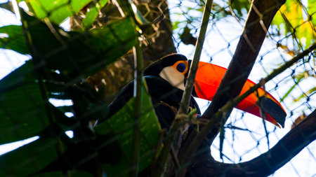 Tucano trapped on a wire grid - zoo