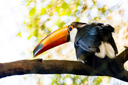 Toucan on tree trunk - zoo