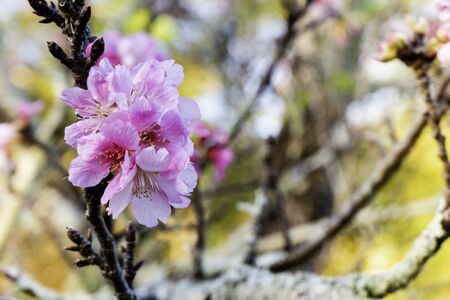 Spring tree with pink cherry flowers. Flowers Detail.の写真素材
