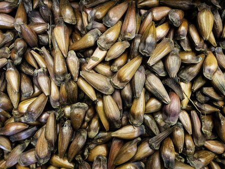 Fresh pine nut on the market with peel. Background.の写真素材