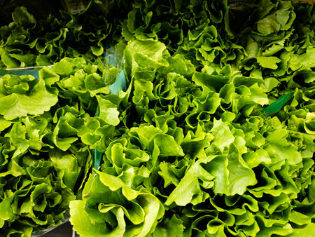 Lettuce seedlings in a market.