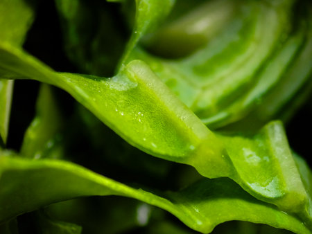 Close up of fresh green leaf with water drops. Natural background.の写真素材