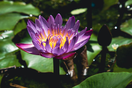 closeup of lush blooming lotus flower in bright sunny day at a lakeの写真素材