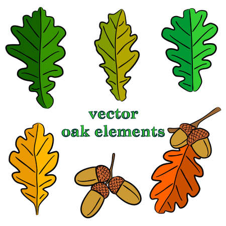 Set of hand-drawn oak leaves and acorns. Natural autumn theme. Vector illustration.のイラスト素材