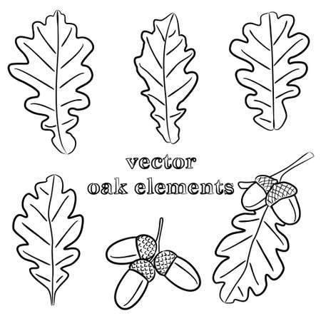 Set of hand-drawn oak leaves and acorns. Natural autumn theme. Vector illustration.のイラスト素材