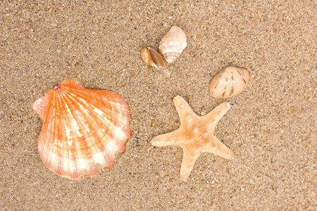 Cockleshells and a starfish on sand