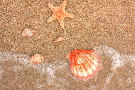 Cockleshells and a starfish lie on seacoastの写真素材