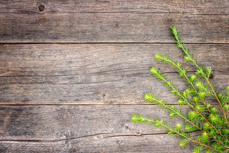 Branch of a Canadian spruce tree lies on a wooden textured table Copy space.