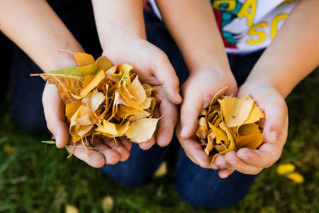 Autumn mood. Closeup of kids hands holding colorful yellow and brown leaves with blurred backgroundの写真素材