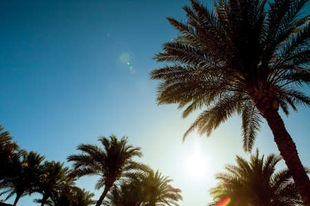 Beautiful tropical sunset with palm trees at beachの写真素材