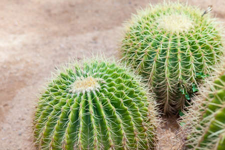 Cactus plant leaves pattern. Green leaves. Natural background. green leaf texture background.の写真素材