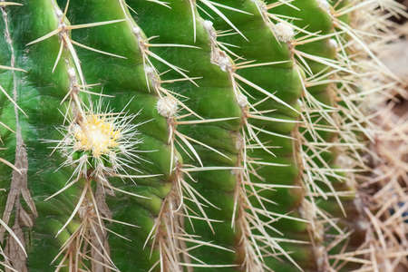Close up of globe shaped cactus with long thornsの写真素材