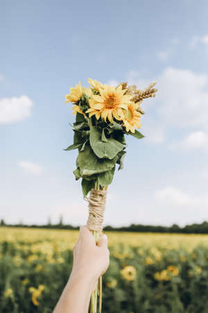 Hand holds a bouquet of sunflowers.の写真素材