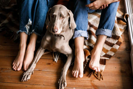 A beautiful dog lies on the floor at the feet of the owner. Top view of large well-groomed dog laying on floor nearby legs of its ownersの写真素材