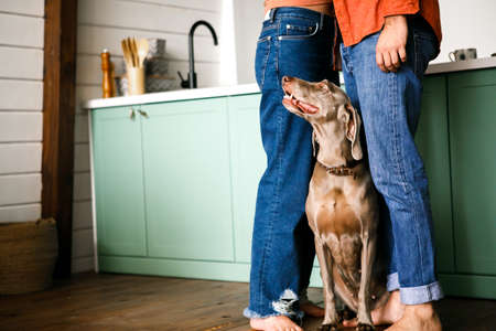A beautiful dog lies on the floor at the feet of the owner. Top view of large well-groomed dog laying on floor nearby legs of its ownersの写真素材