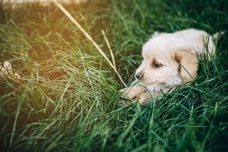 A small puppy lies in the grass.の写真素材
