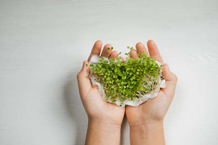 Microgreen in childrens hands. Natural light. White background.の写真素材