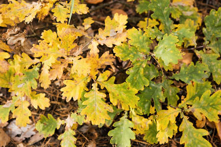 Brown colorful oak leaves fallen on the forest floorの写真素材