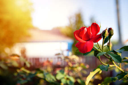 Red rose is in the sunlight in summer evening garden. Backgroundの写真素材