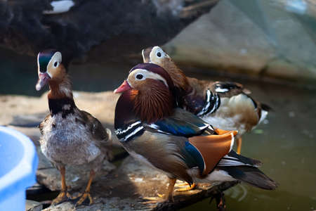 Multi-colored wild ducks near the reservoir. Natural colorful background.の写真素材