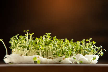 Sprouting Microgreens. Seed Germination at home. Ripe microgreen on a dark background. Green living concept. Organic food. Soft focus, defocus, selective focusの写真素材