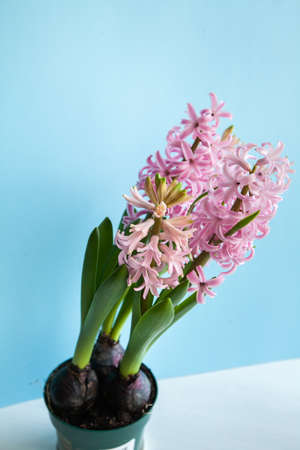 Blooming pink hyocinth in a pot on a blue background. Close-up. Selective focus, defocusの写真素材