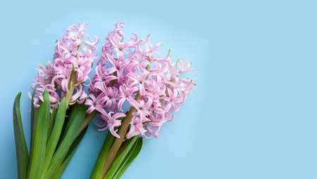 Blooming pink hyocinth in a pot on a blue background. Close-up. Selective focus, defocusの写真素材