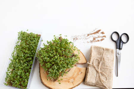 Set for growing microgreen at home. Linen rugs, scissors, seeds, and ready-made microgreens on a white background. Vitamins on the windowsill.の写真素材