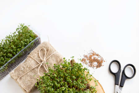 Set for growing microgreen at home. Linen rugs, scissors, seeds, and ready-made microgreens on a white background. Vitamins on the windowsill.の写真素材