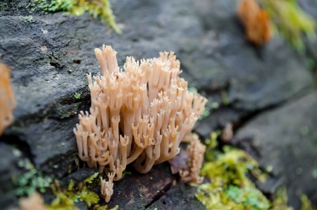Artomyces pyxidatus fungus on a log in the woods. Ukraine.の写真素材