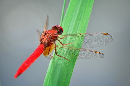 Trithemis kirbyi (orange-winged dropwing). Red dragonfly on grass. Fauna of Ukraine.の写真素材