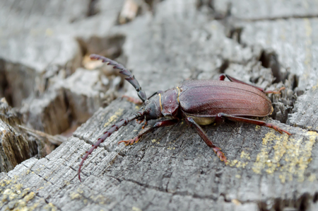 Prionus coriarius. A large beetle of barbel. Fauna of Ukraine.の写真素材