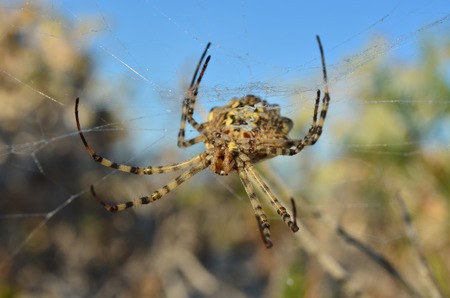 Araneidae. Argiope lobata spider on a spiderweb. Fauna of Ukraine.の写真素材