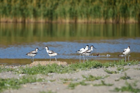 Kluut. Recurvirostra avosetta. Pied avocet in its natural habitat.の写真素材