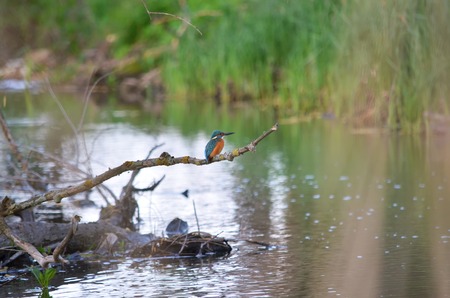 Common Kingfisher (Alcedo atthis) perching on a branch in its natural habitat.の写真素材