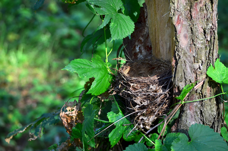 Bird's nest on an old tree in the forest.の写真素材