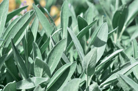 Salvia officinalis or common sage - perennial subshrub, that has elongated grey green leaves used in medicinal and culinary. Close-up, selective focusの写真素材