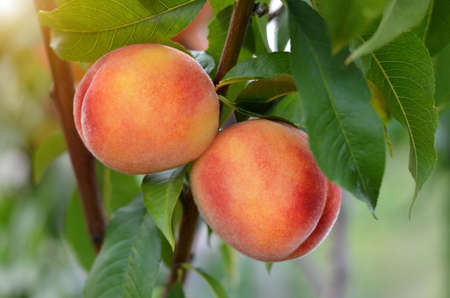 Two ripe juicy peaches on a branch in the garden.の写真素材