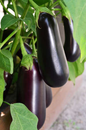 Close-up of ripe eggplants with green leaves growing on a raised bed.の写真素材