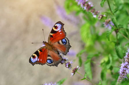 Aglais io, known simply as the peacock butterfly or European peacock, is a butterfly species belonging to the family Nymphalidae.の写真素材