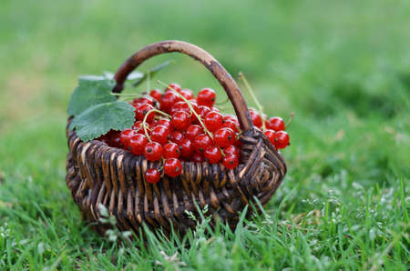 Wicker basket with freshly picked ripe red currant berries on a green gras. Healthy food concept.の写真素材